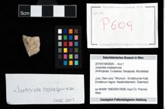 Foto (Objekt + Etikett) von Juracrista costaspinosa  (NHMW-GEO-2014-0194-0609)